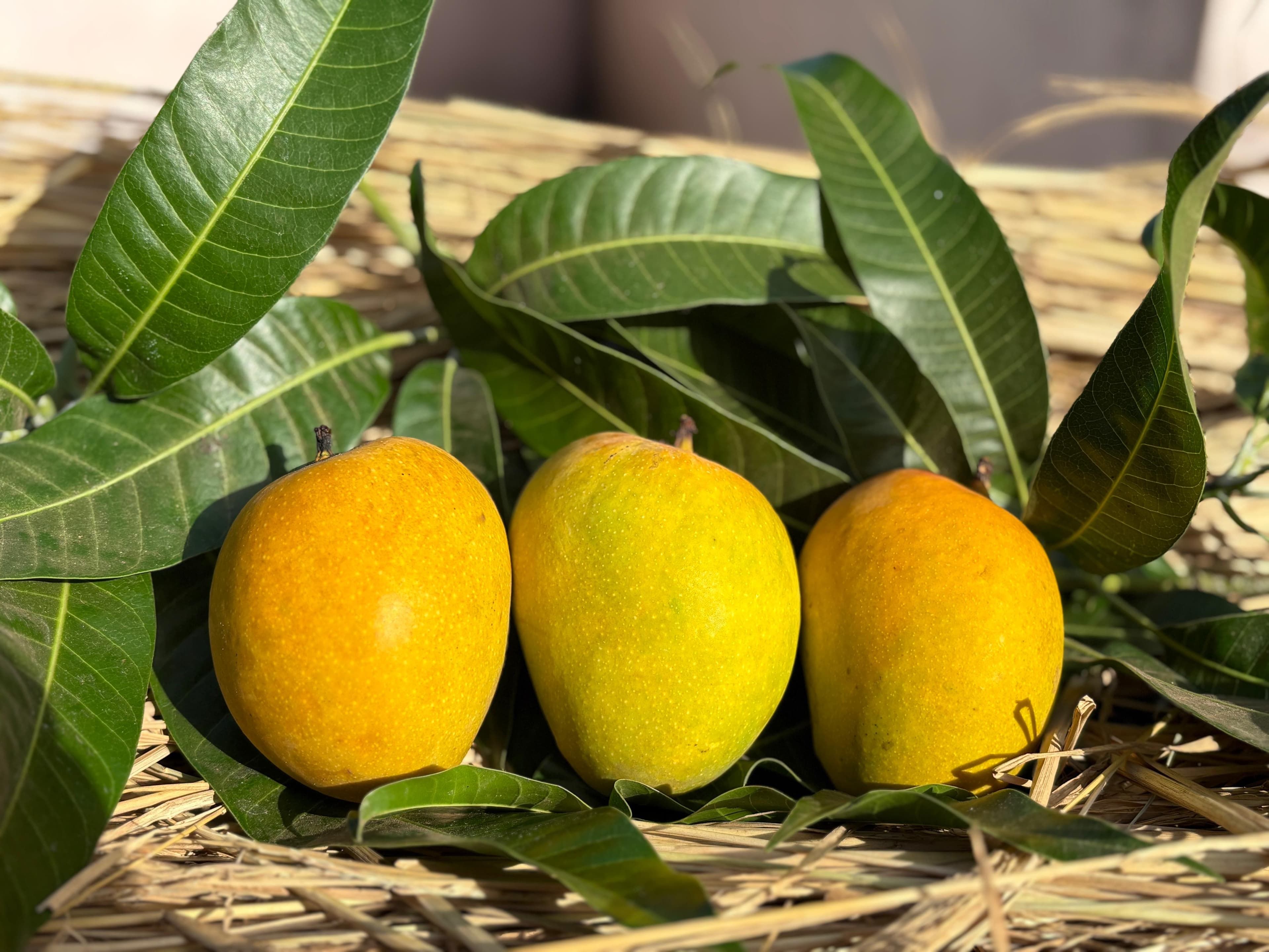 Devgad Mango Farm